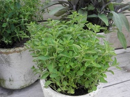 Puur Origanum vulgare 'Compactum' ; compacte oregano