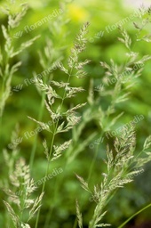 Calamagrostis x Karl Foerster; C2