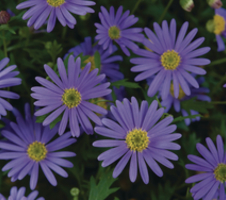 Brachyscome multifida Brasco™ Violet