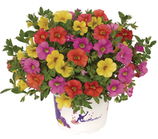 Calibrachoa x hybrida Cabaret™ MixMasters® Candy House