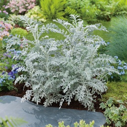 Cineraria maritima Silver Dust