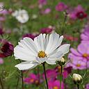 Cosmos bipinnatus Symphony Mix