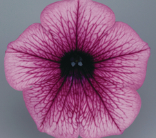 Petunia x hybrida Surfinia® Pink Vein