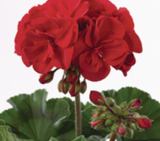 Pelargonium zon. Bernd