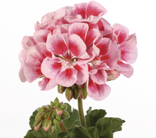 Pelargonium zon. Linus