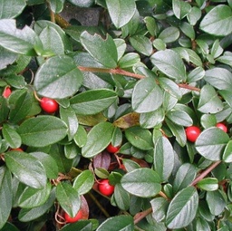 Cotoneaster dammeri ; P9