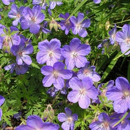 Geranium 'Johnson's Blue' ; P9