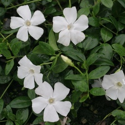 Vinca minor 'Gertrude Jekyll' ; P9