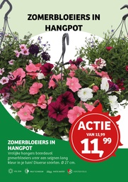 Perkplanten Mix in grote hangpot