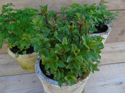 Puur Mentha spicata 'Spearmint' ; groene munt