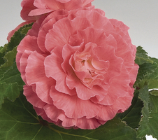 Begonia tuberhybrida GO!Early F1 Pink Shades