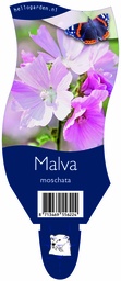 Malva moschata ; P11