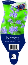 Nepeta faass. 'Walker’s Low' ; P11