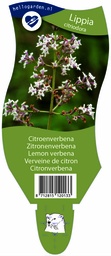 Lippia citriodora ; P11