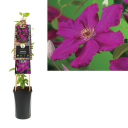 Clematis 'Ernest Markham' ; S-pot 4stok55