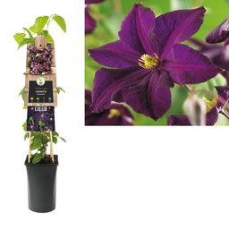 Clematis 'Romantika' ; S-pot 4stok55