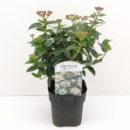 Viburnum tinus 'Eve Price' ; vp 2,0L  25/30