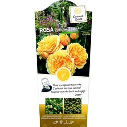 Rosa 'Graham Thomas'(TM) ; C3rp