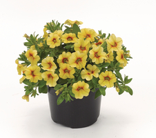 Calibrachoa parviflora Conga Lemon