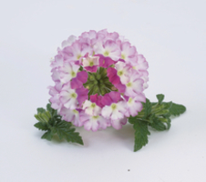 Verbena peruviana Venturi® Bicolour Pink