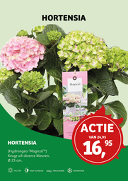 Hydrangea 'Magical'® Mix ; p23 30/40