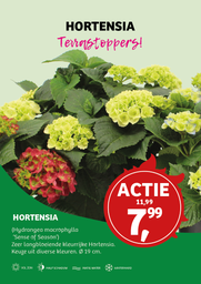 Hydrangea m. Mix ; p19 40/50